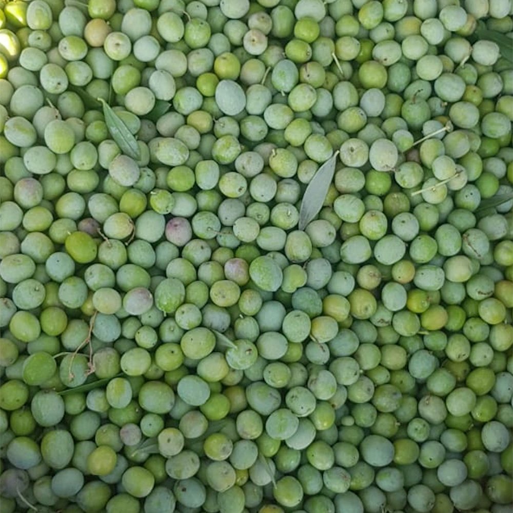 Lea Ultra Premium olives at harvest